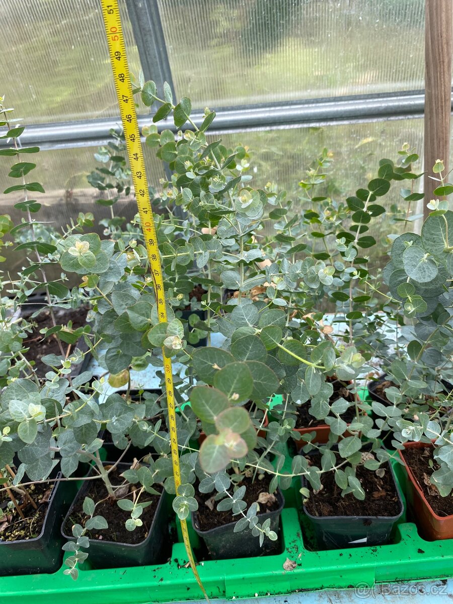 Prodej Eukalyptů - 6