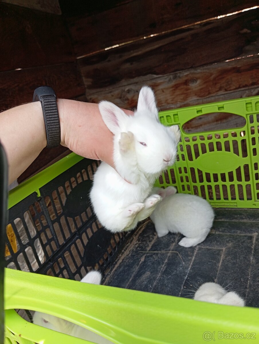 Králíky k chovu nebo na výkrm - 6