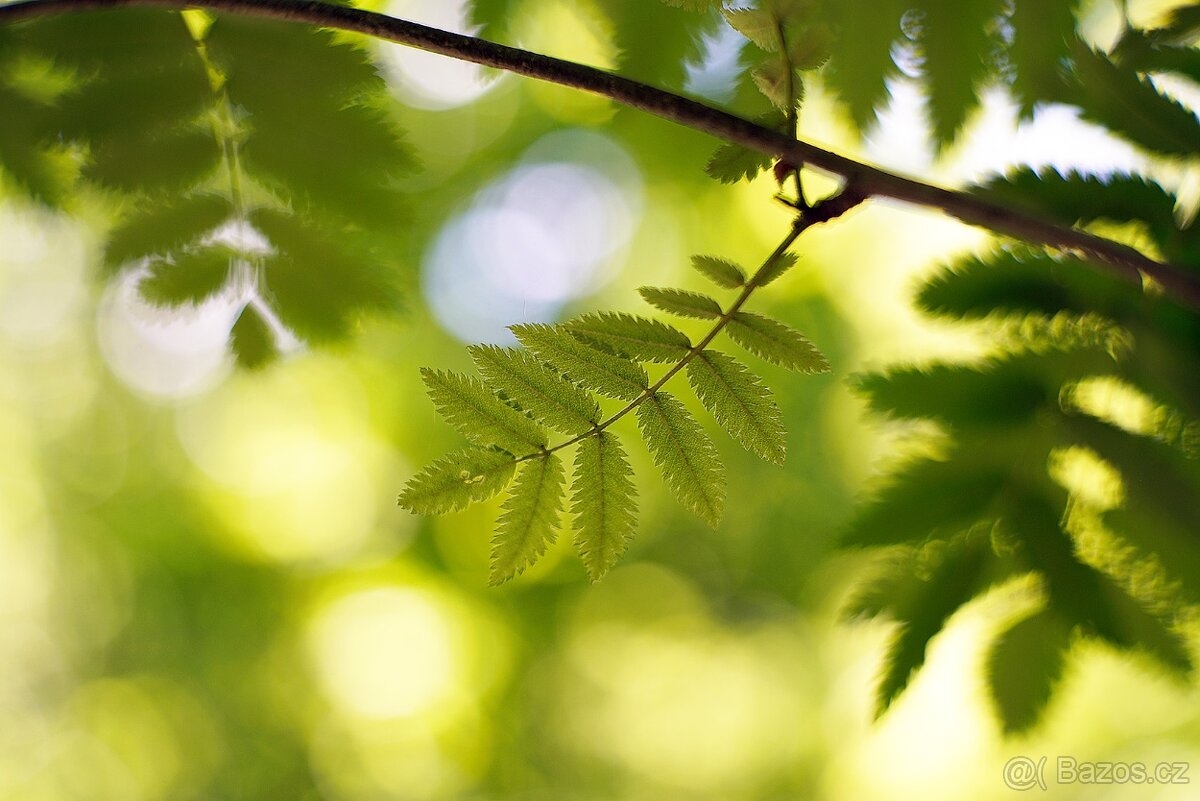 Meyer-Optik Görlitz Primoplan 58/1.9 M42 (v3) – Servis 2026 - 6