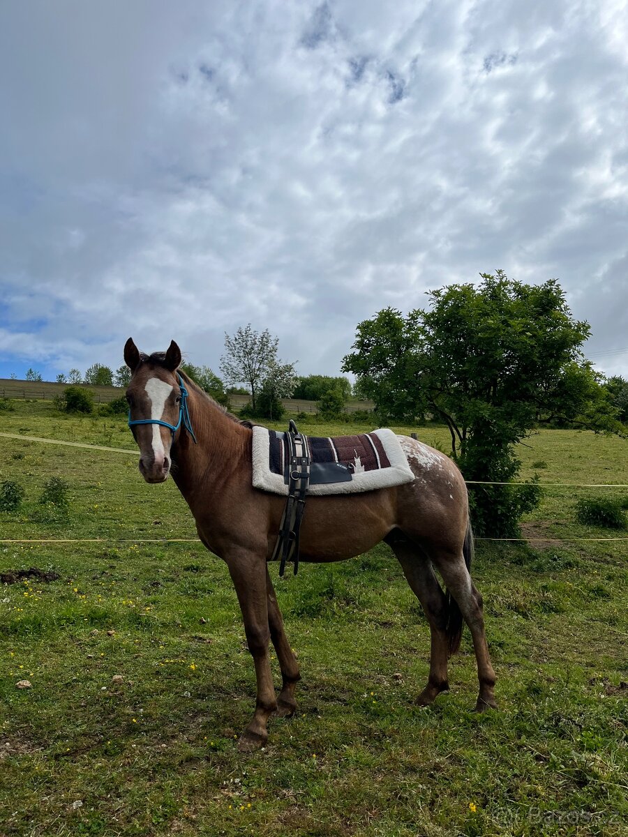 Appaloosa hřebeček - 6