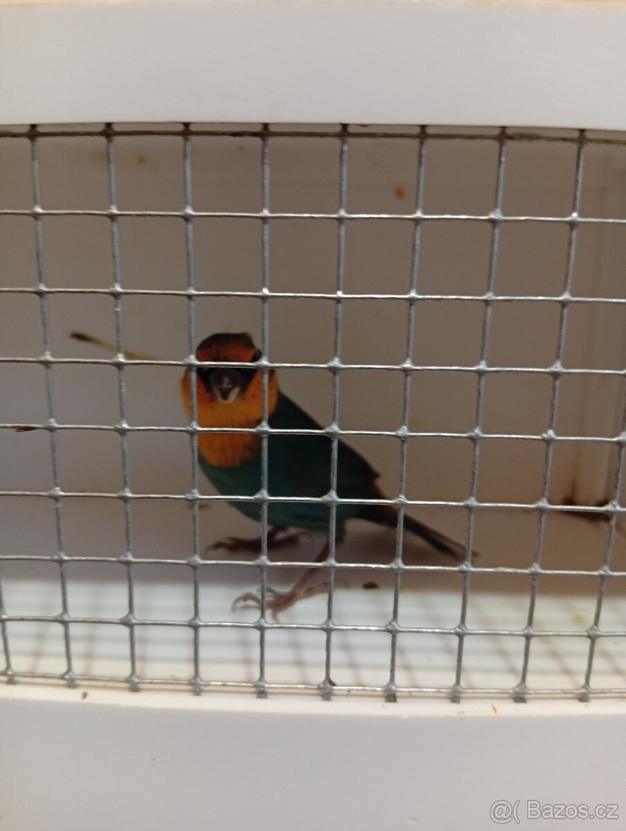 Amada papouščí červenohlavá, drobot - 6