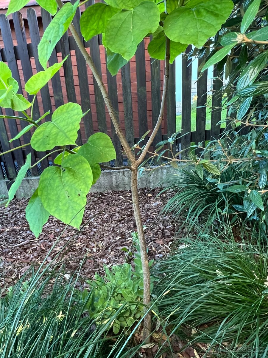 Rostlinky KATALPA královská - 6