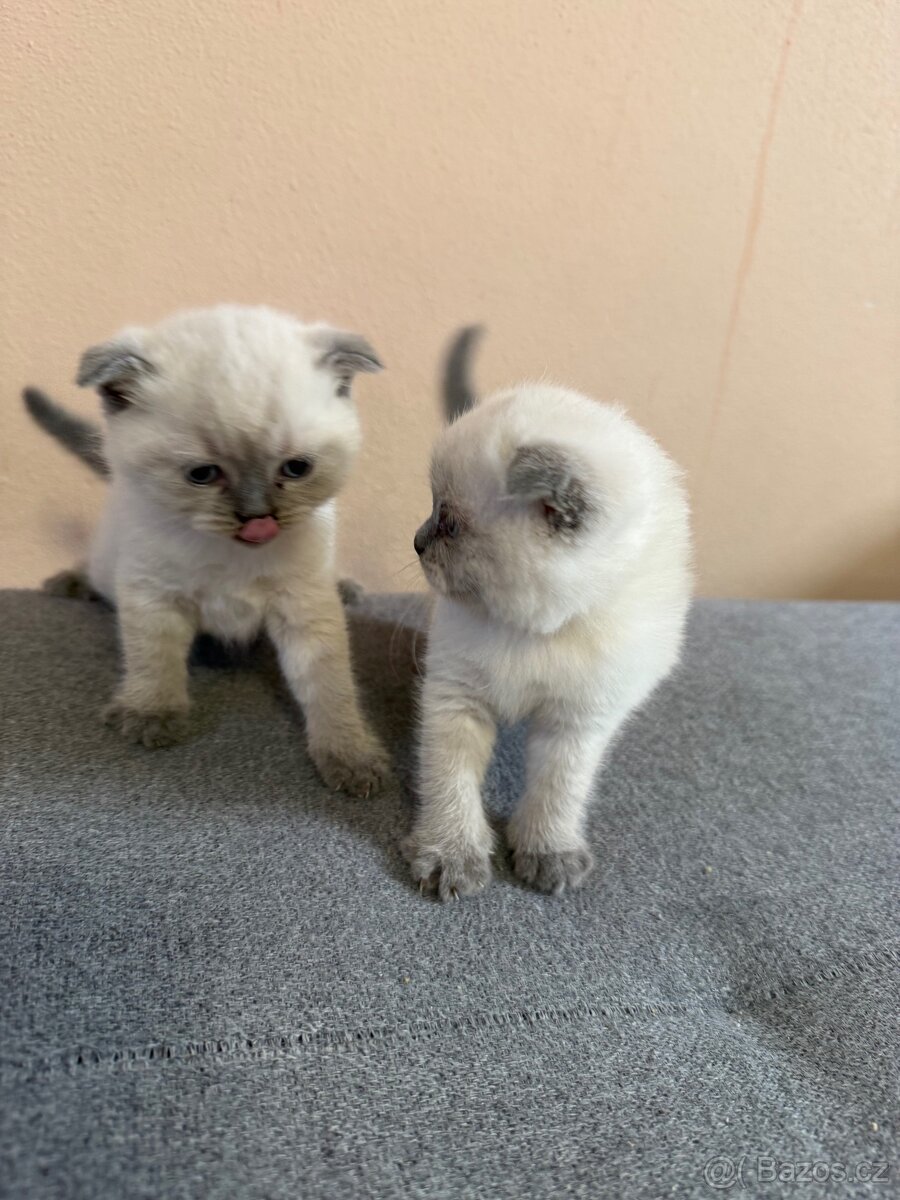 Skotské klapouchá koťata - 6
