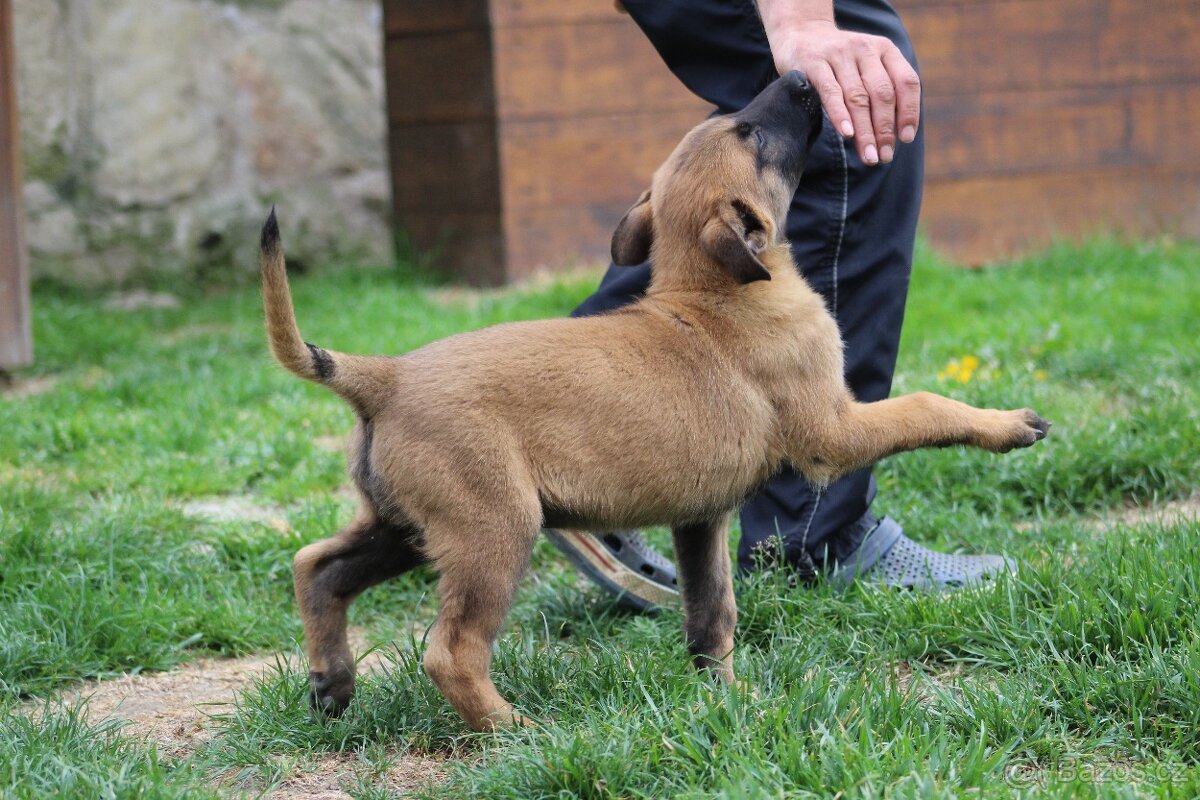 Belgický ovčák malinois s PP - 6