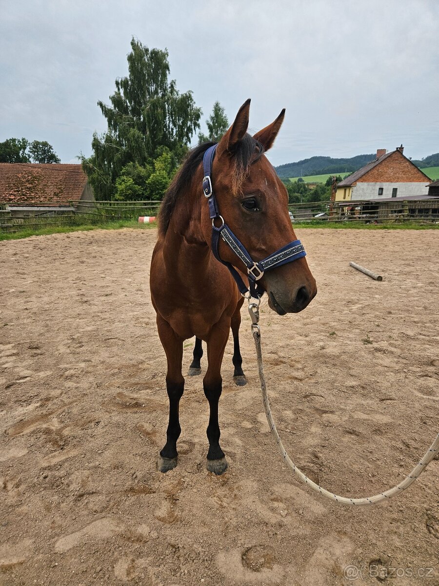 Roční hřebec Paint horse - 6