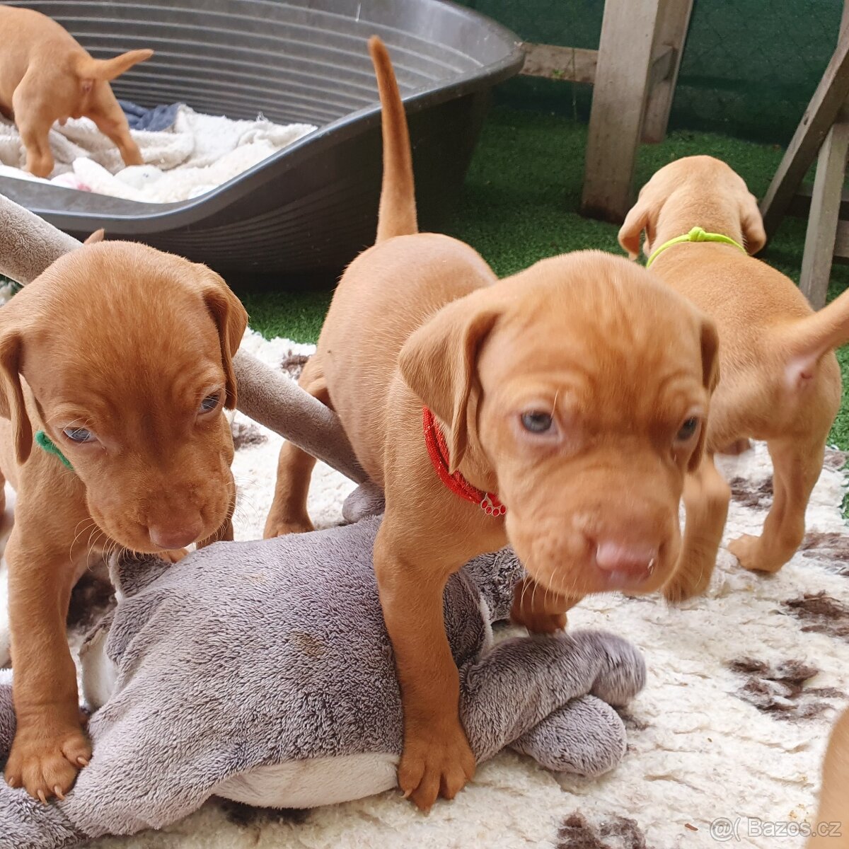 Maďarský ohař krátkosrstý s PP - 6