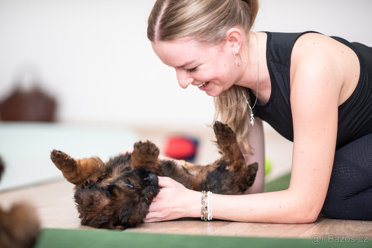 Briard štěňátka s PP - 6