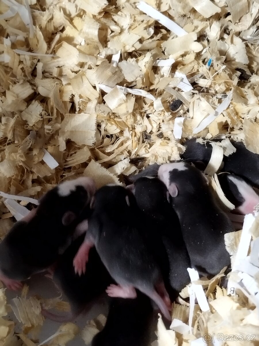 Potkani a barevné myšky - 6