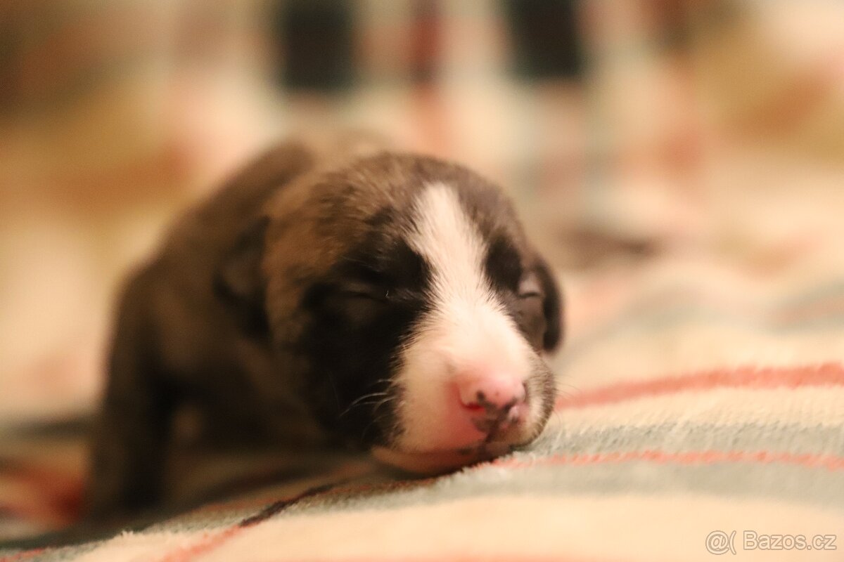 Whippet / Vipet s PP - 6