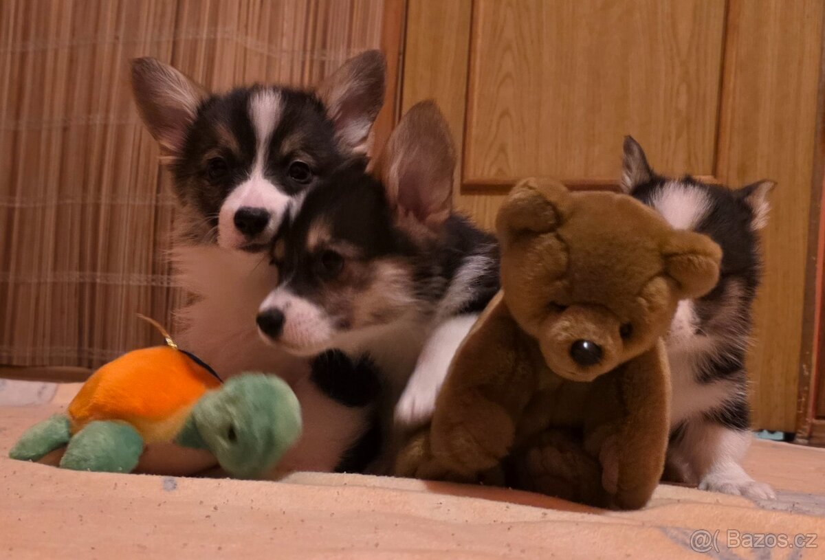 Welsh corgi pembroke s PP - 6