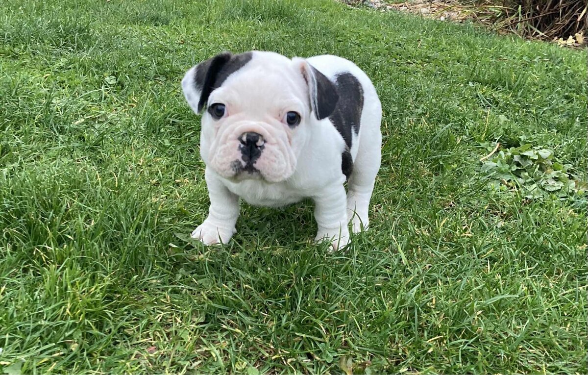 Francouzský buldoček bez PP - 6