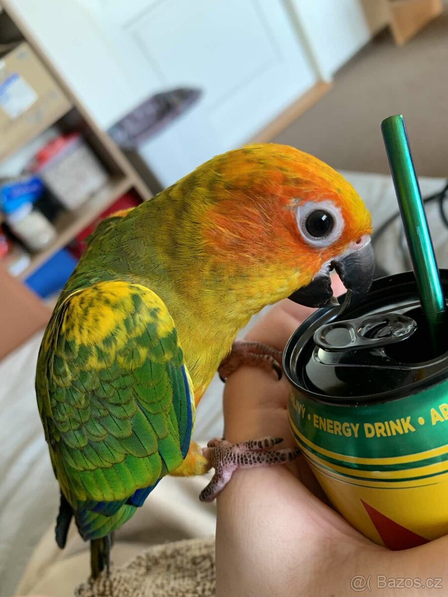 Prodám pár Aratingy sluneční - POUZE JAKO MAZLÍČKY - 6