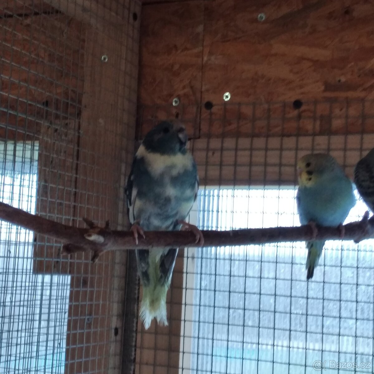 Kakariki rudočelý - 6