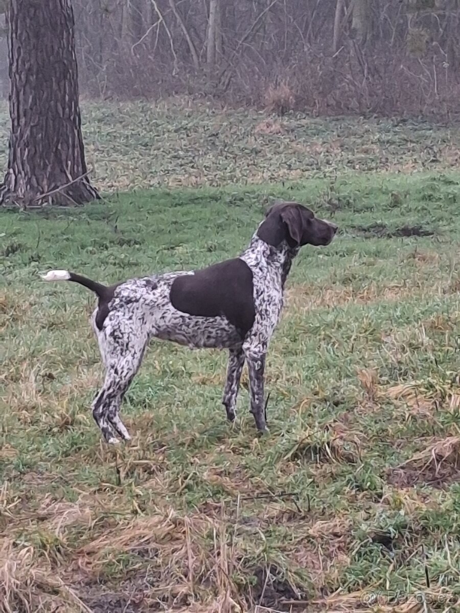 Německý ohař krátkosrstá štěňata - 6