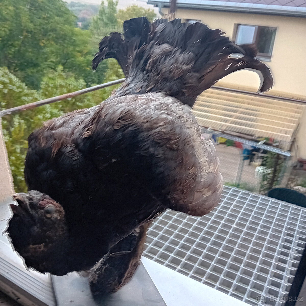 Jelení a srnčí trofeje - 6