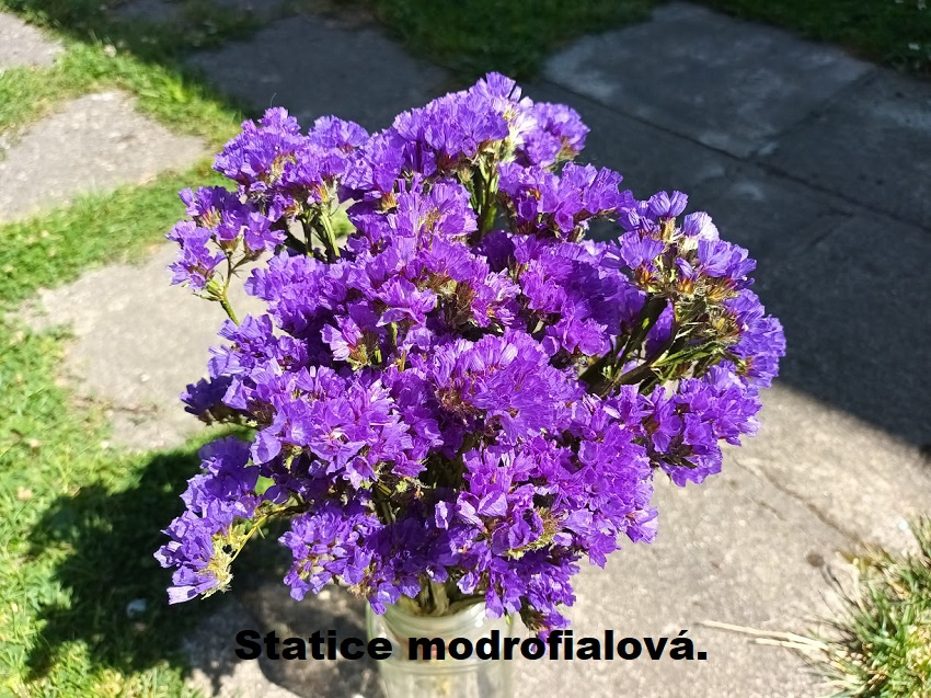 Sušené květiny - STATICE různé barvy. - 6