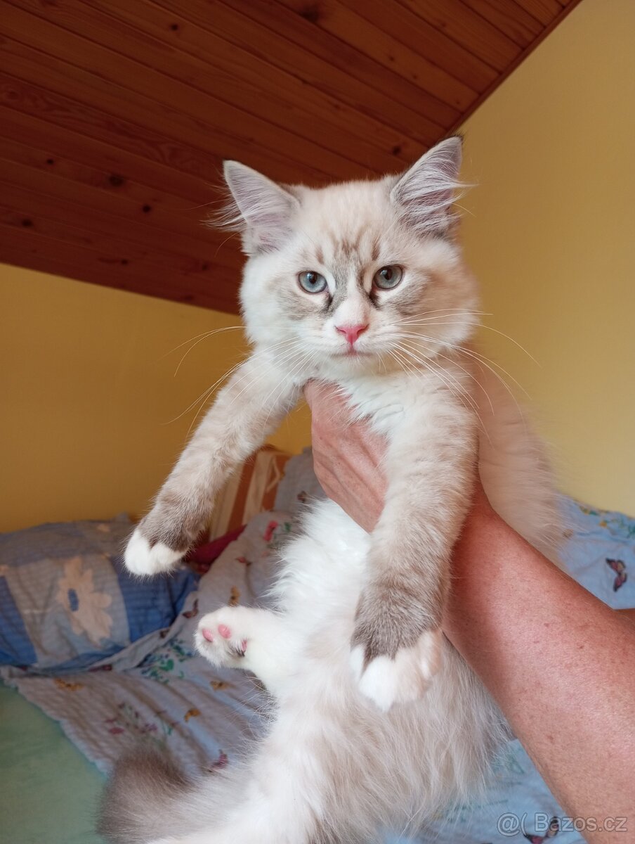 koťátka Ragdoll - 6