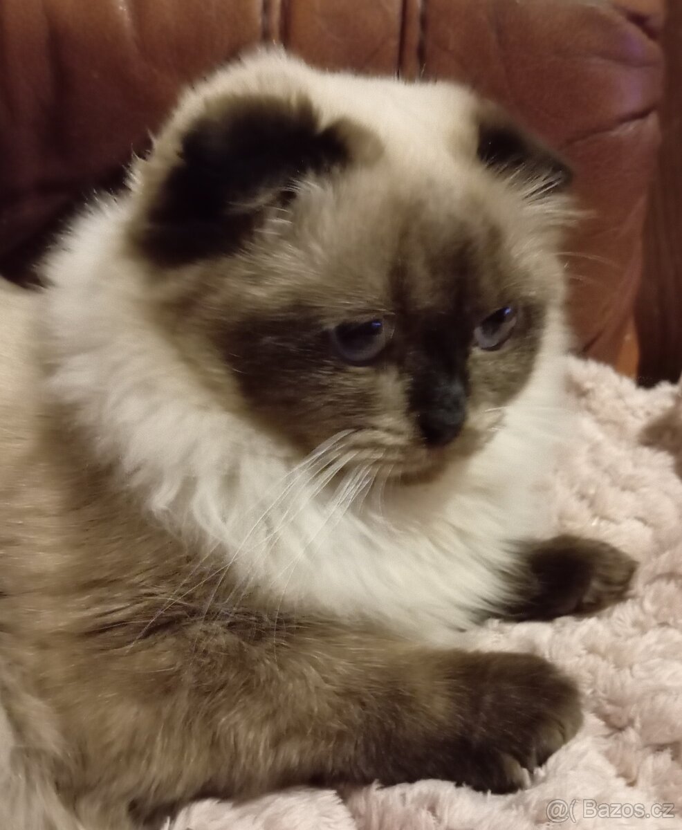 Skotská klapouchá, kotě, kočička. - 6