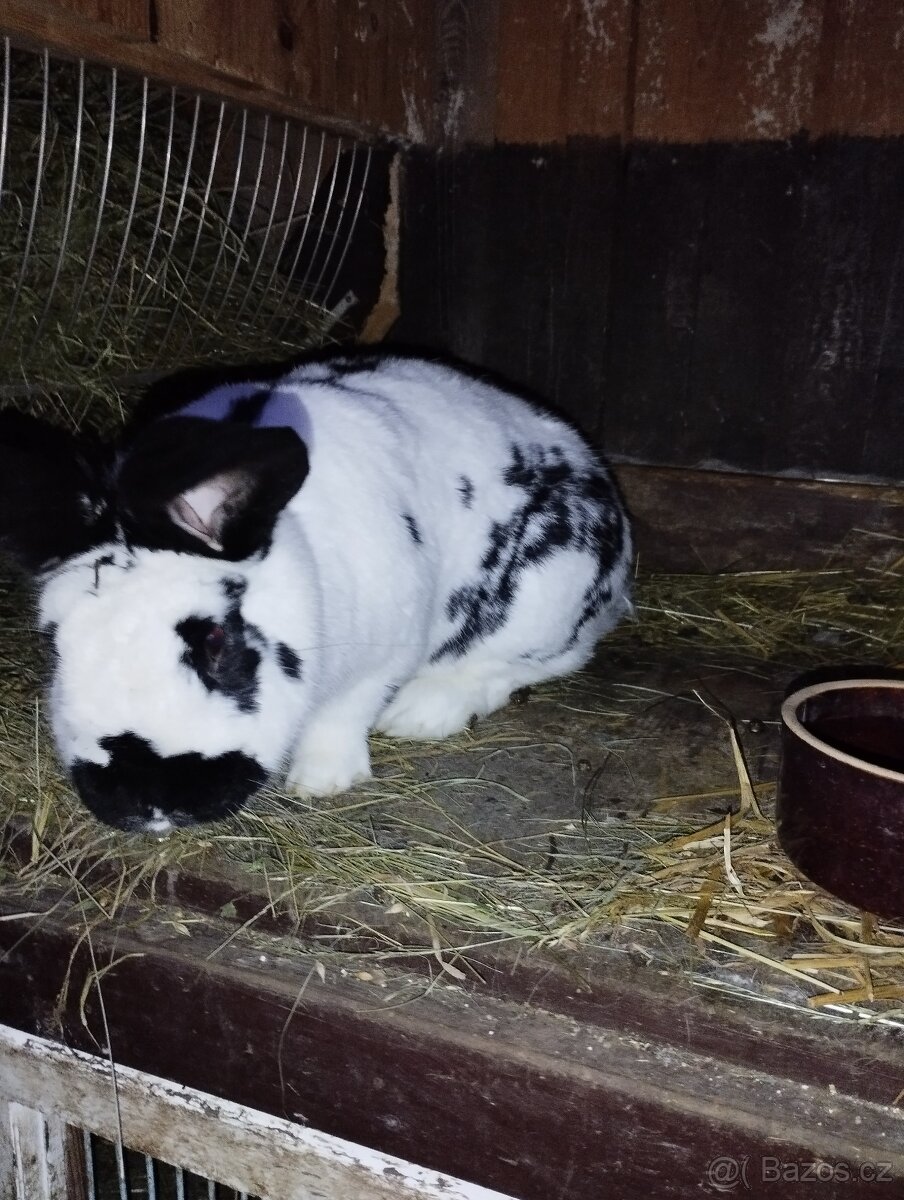 Německé obrovité - 6