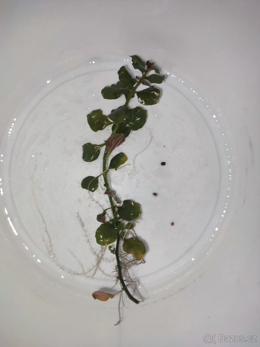 Ludwigia repens Česky zakucelka plazivá - 6