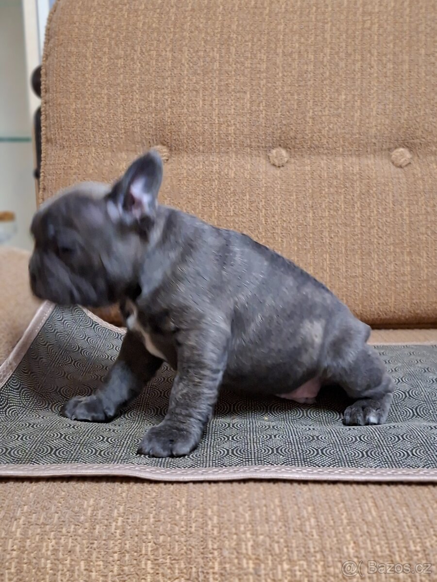 Francouzský buldoček - 6