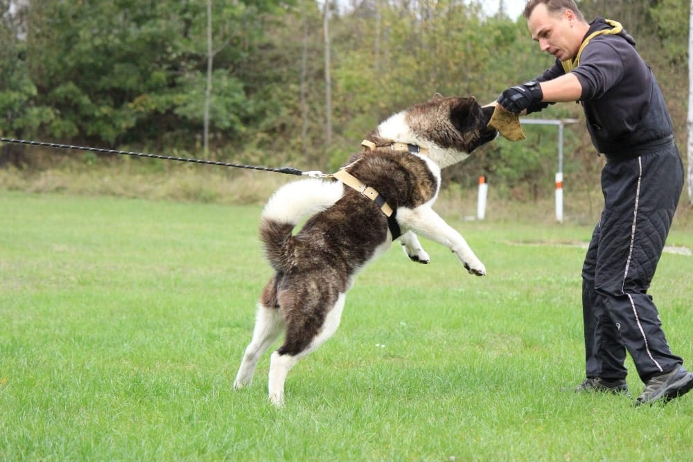 Krytí Americká Akita - 6