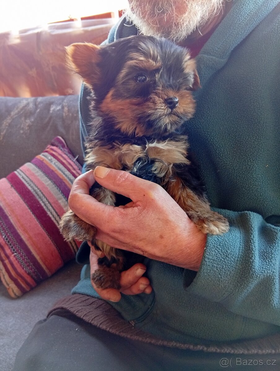 Jorkšírský teriér štěňátka pejsci - 6