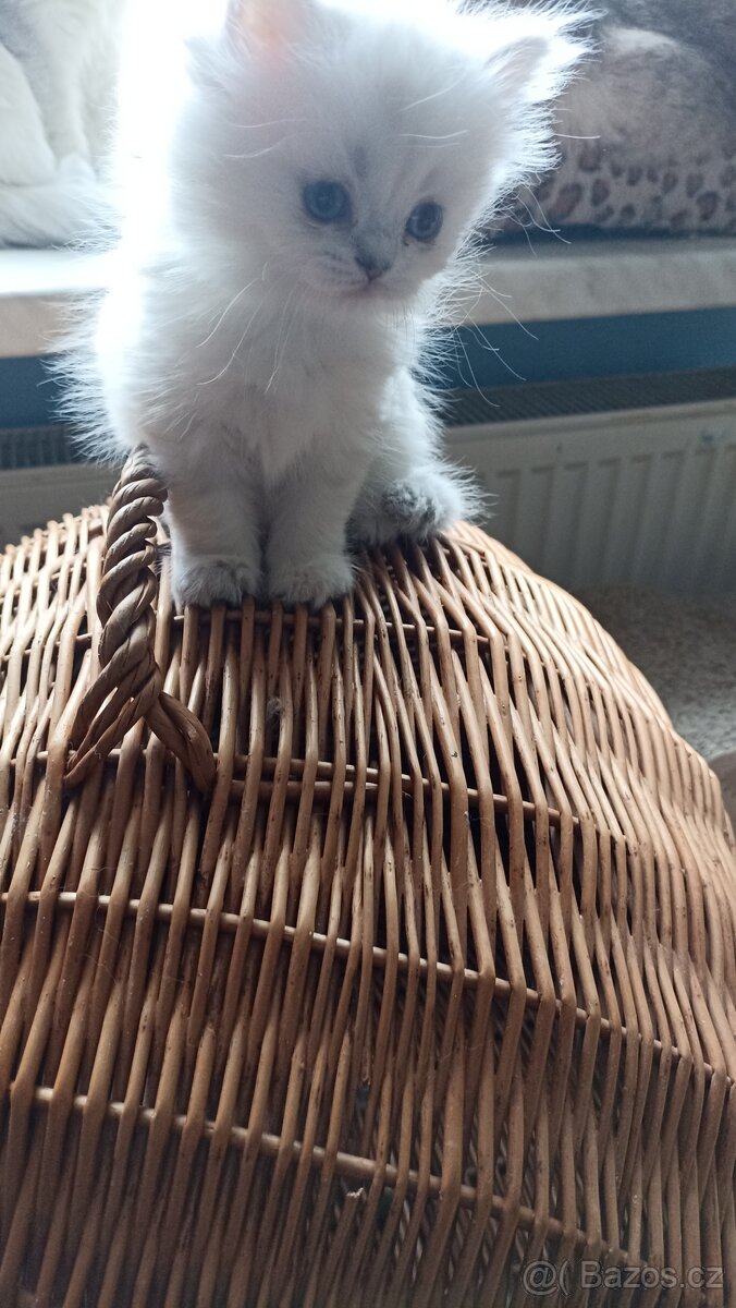 Britská point kočička s PP - 6
