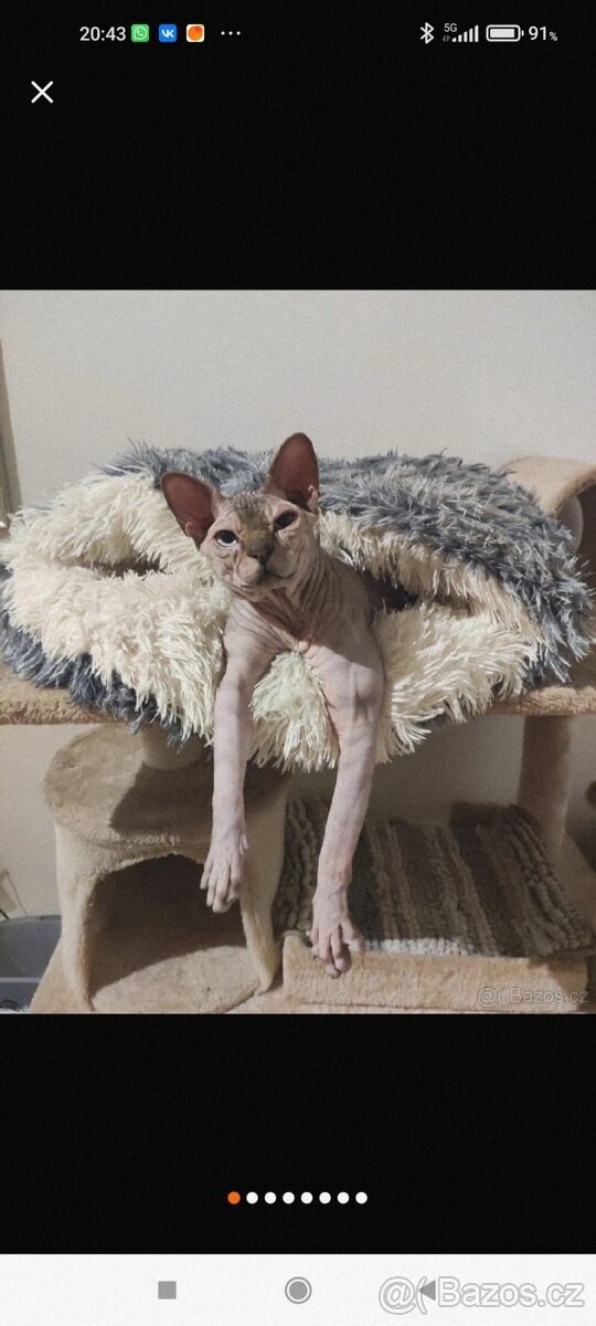 Kocour kanadský sphynx s PP ke krytí - 6