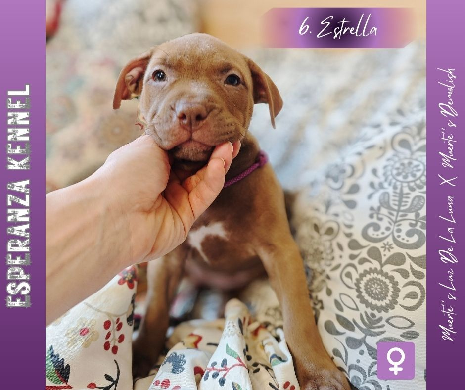 Americký pitbulterier štěňata s PP - 6