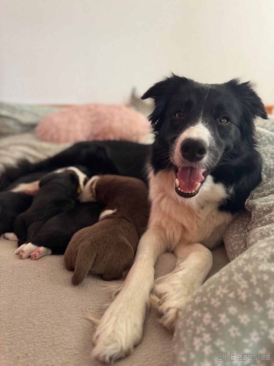 Border kolie štěně s PP - 6