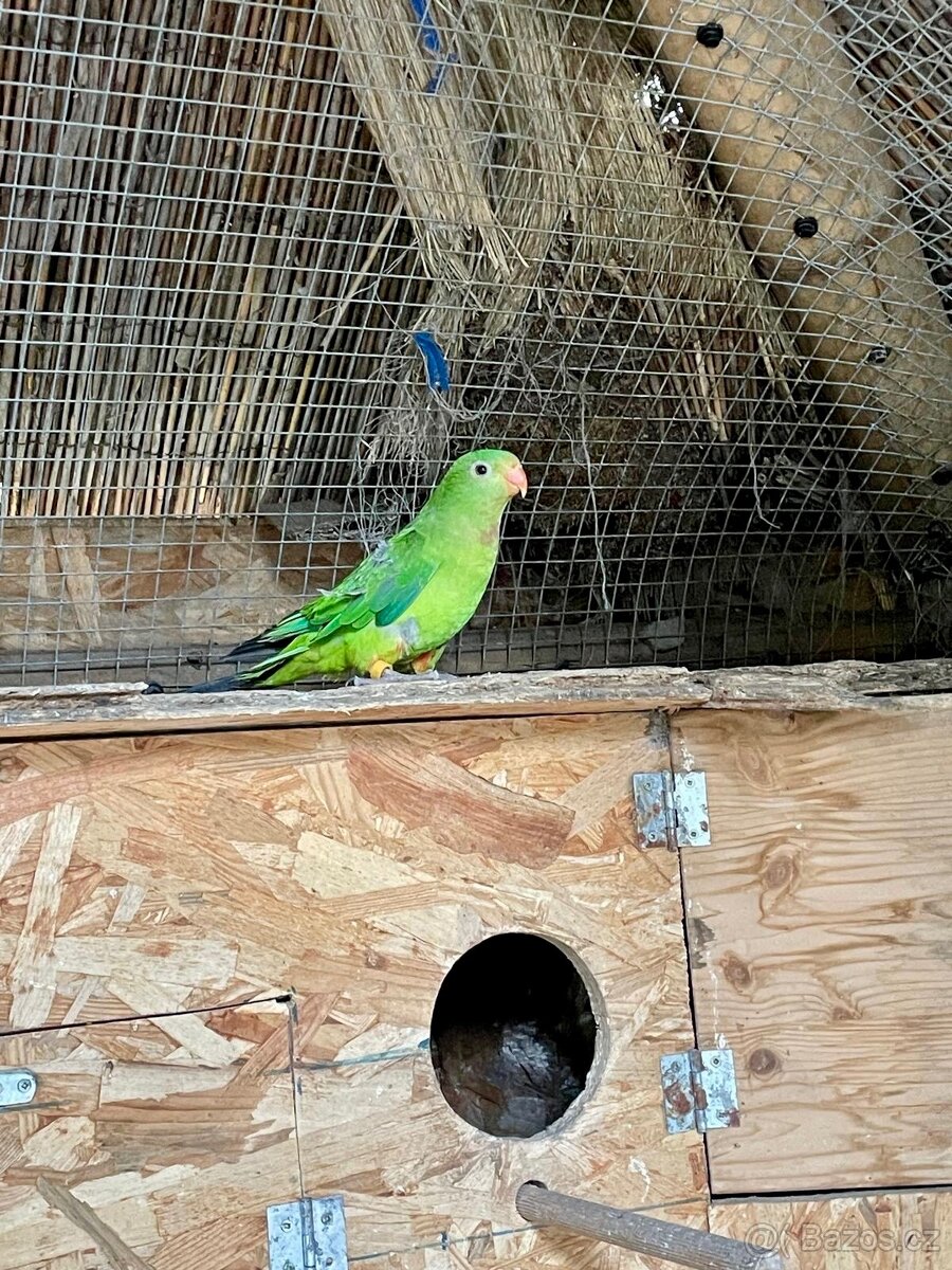 Papoušek Nádherný samice a samec - 6