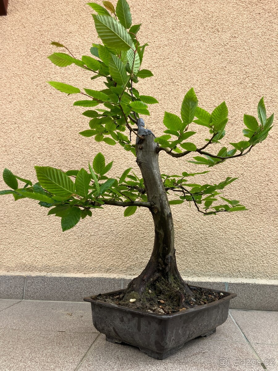 Bonsai, Bonsaj, habr obecný - 6