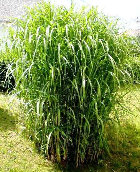 MISCANTHUS GIGANTEUS ♥ OZDOBNICE OBROVSKÁ - 6