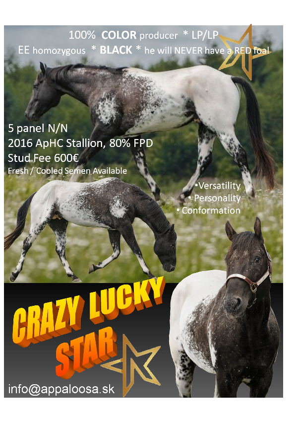 Roční klisna Appaloosa - 6