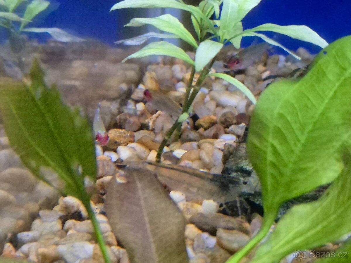 Akvárium-92l-vybavené - včetně ryb a krevetek - 6