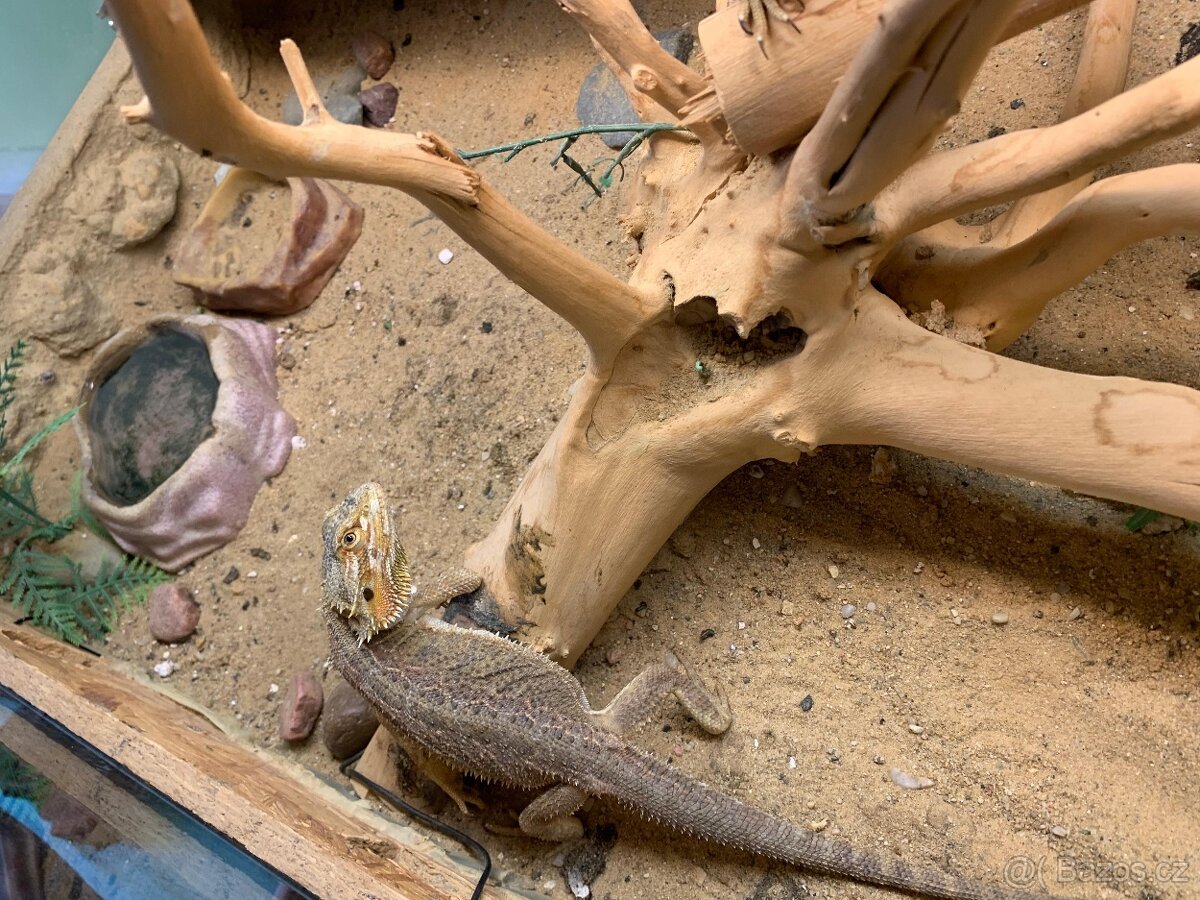 Prodám velké terárium + 2× agama vousatá - 6