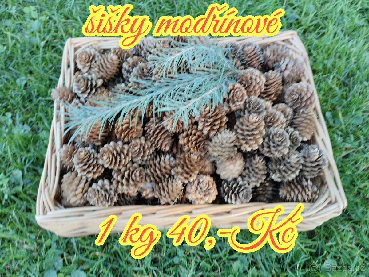Borovicové šišky - 6