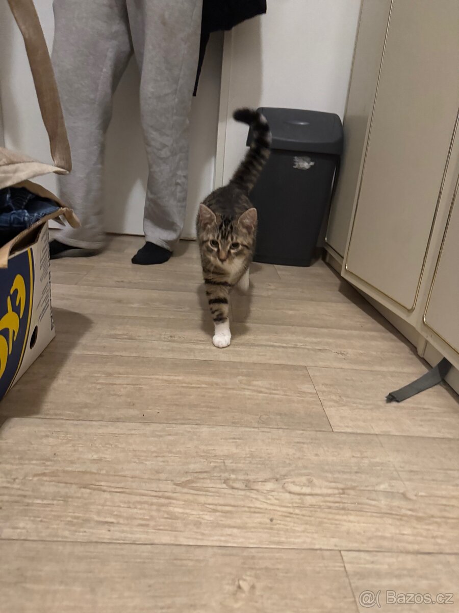 Daruji kočičky - 6