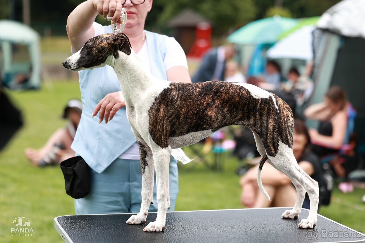 Chart angielski whippet FCI - 6