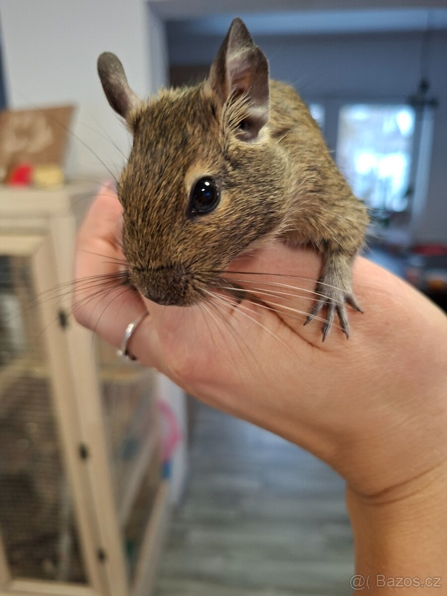 Osmák degu - 6