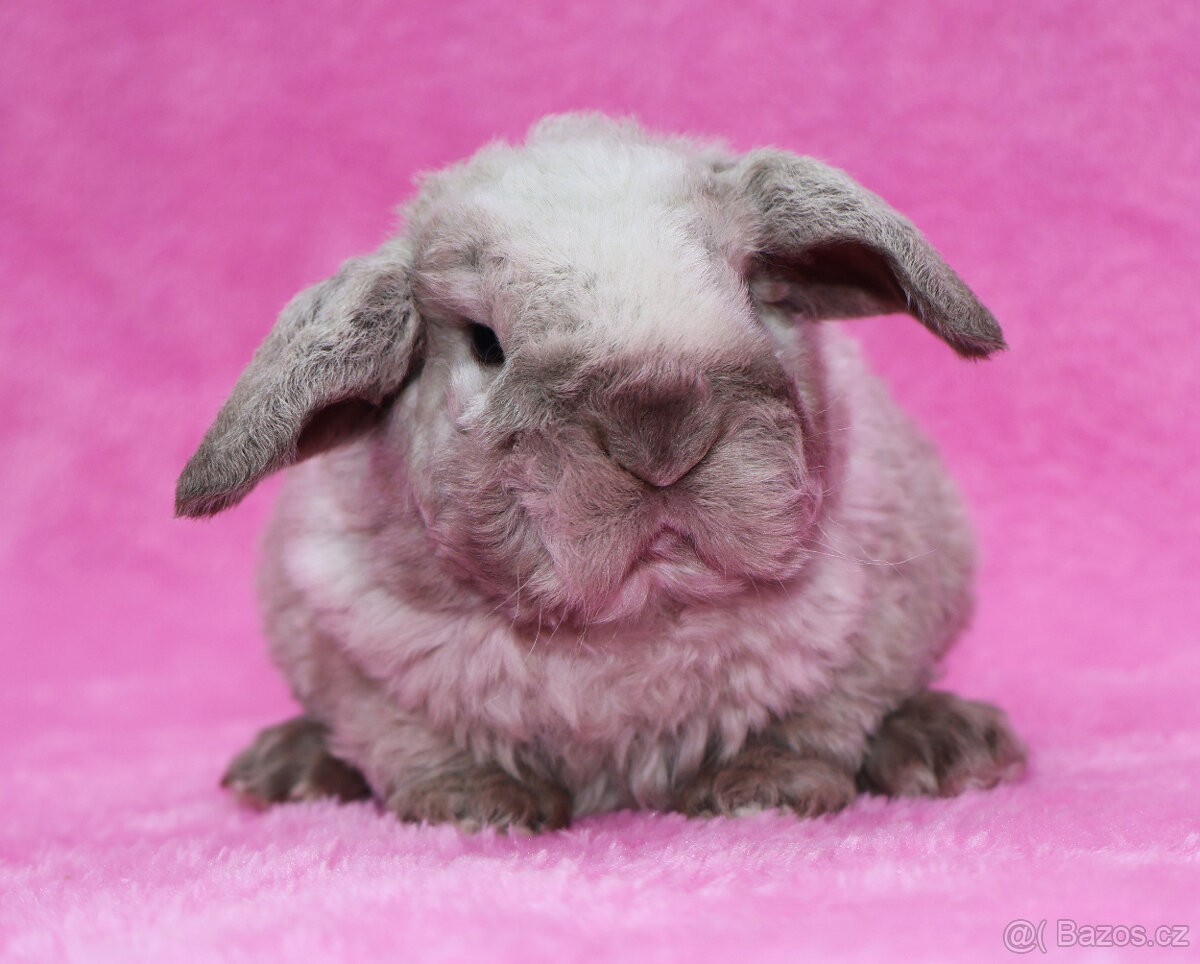Zakrslý rex beránek s VP . Malinký sameček . - 6