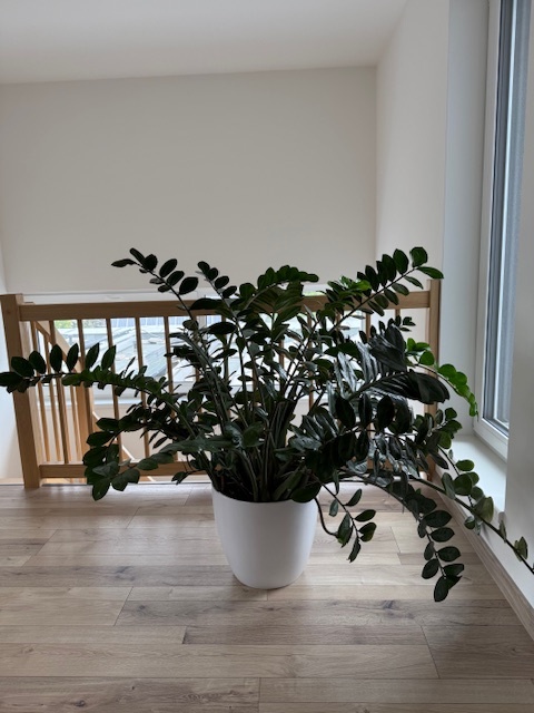 Zamioculcas výška 110 cm, průměr 150 cm - 6