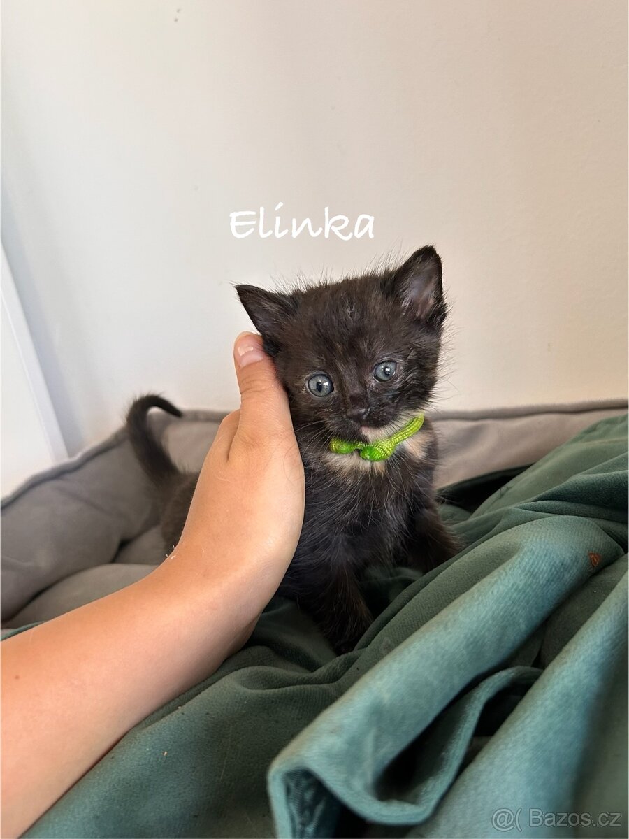 Darujeme koťátka - 6