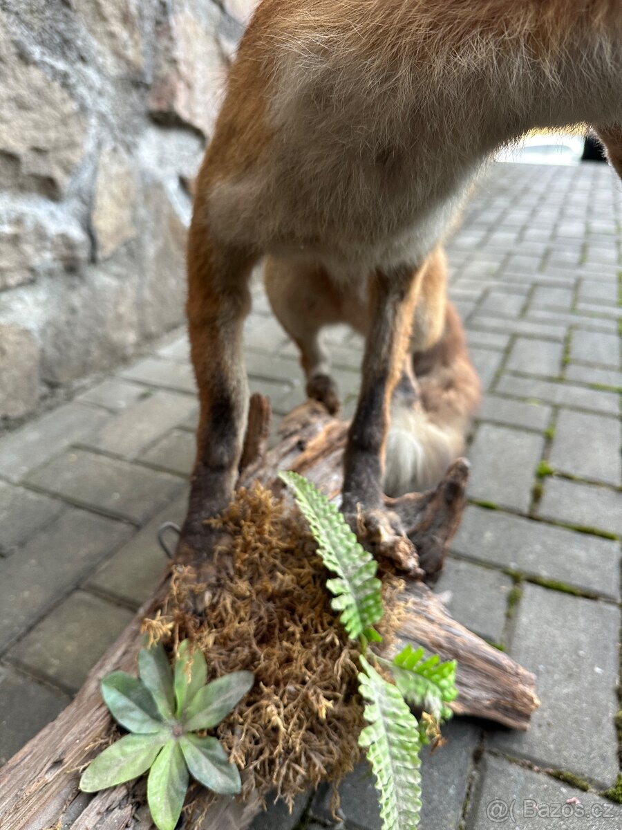 Liška - preparace, vycpanina - 6