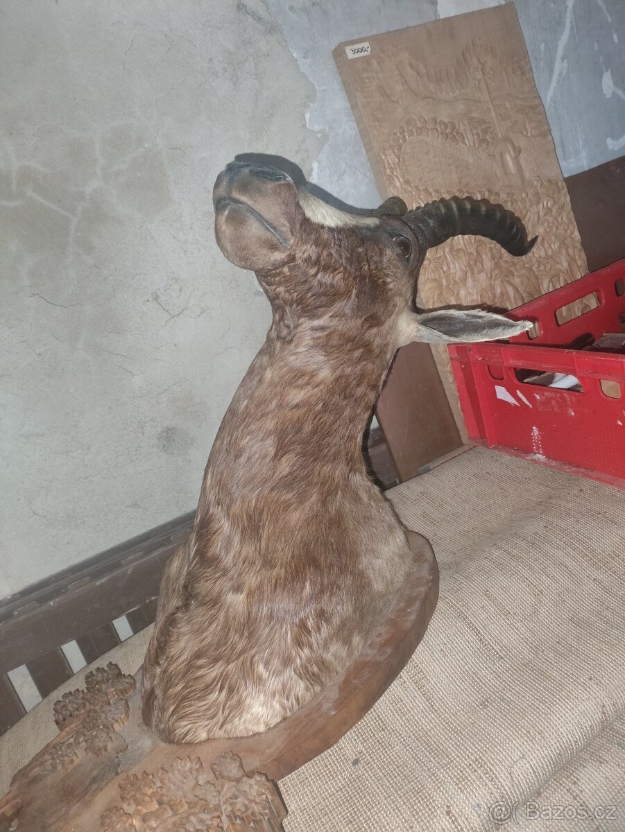 Paroží a trofeje - 6