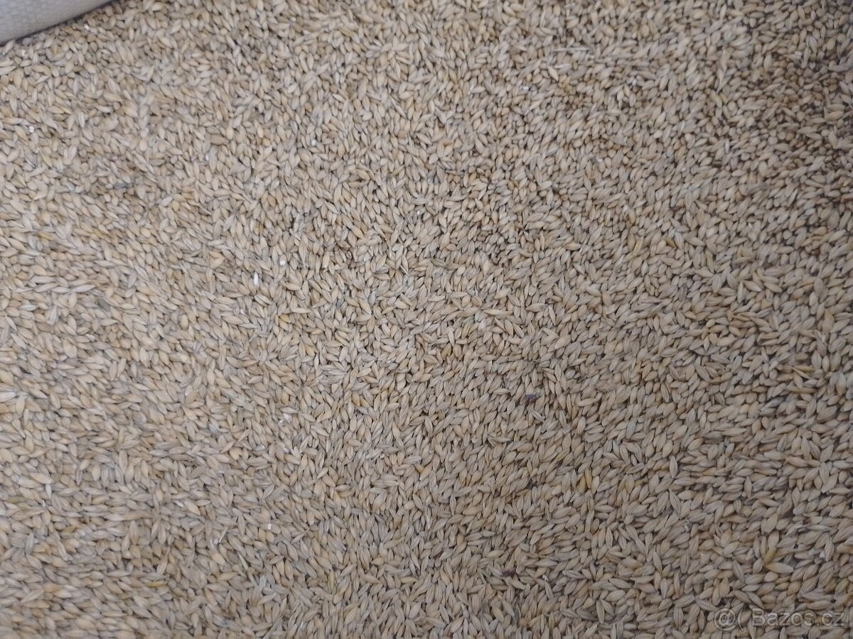 Kukurice mais kukuřici psenice jacmen majs - 6