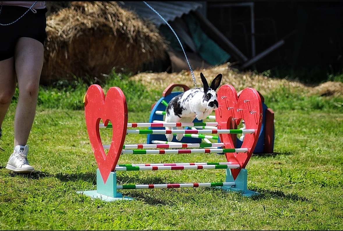 Zakrslý králík s pp - Lora - 6