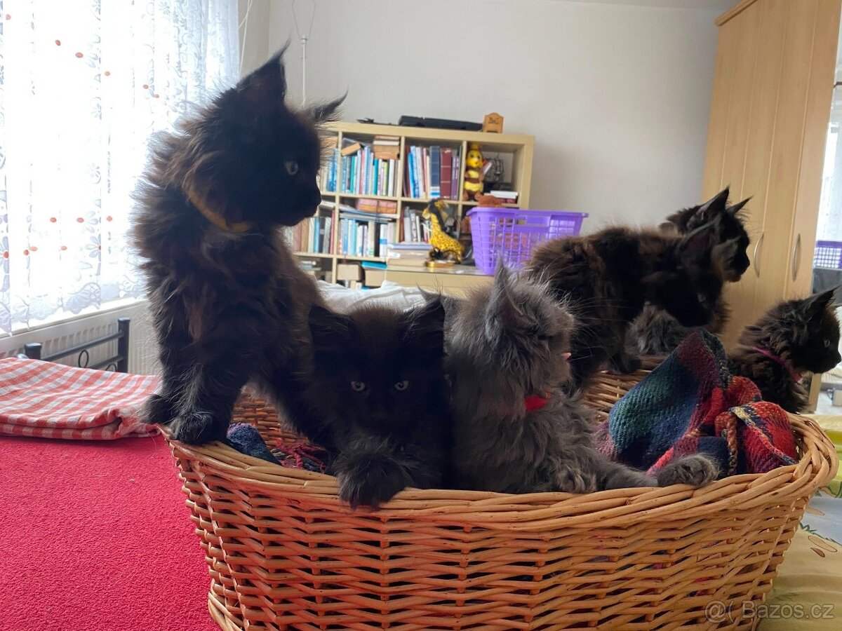 Poslední mainská holčička - blue smoked - JIŽ K ODBĚRU - 6