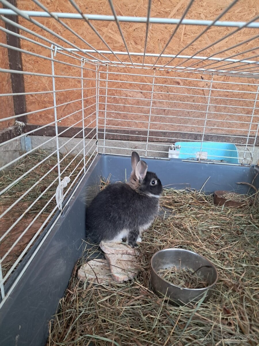 Zakrslí králíčci - mláďátka - 6